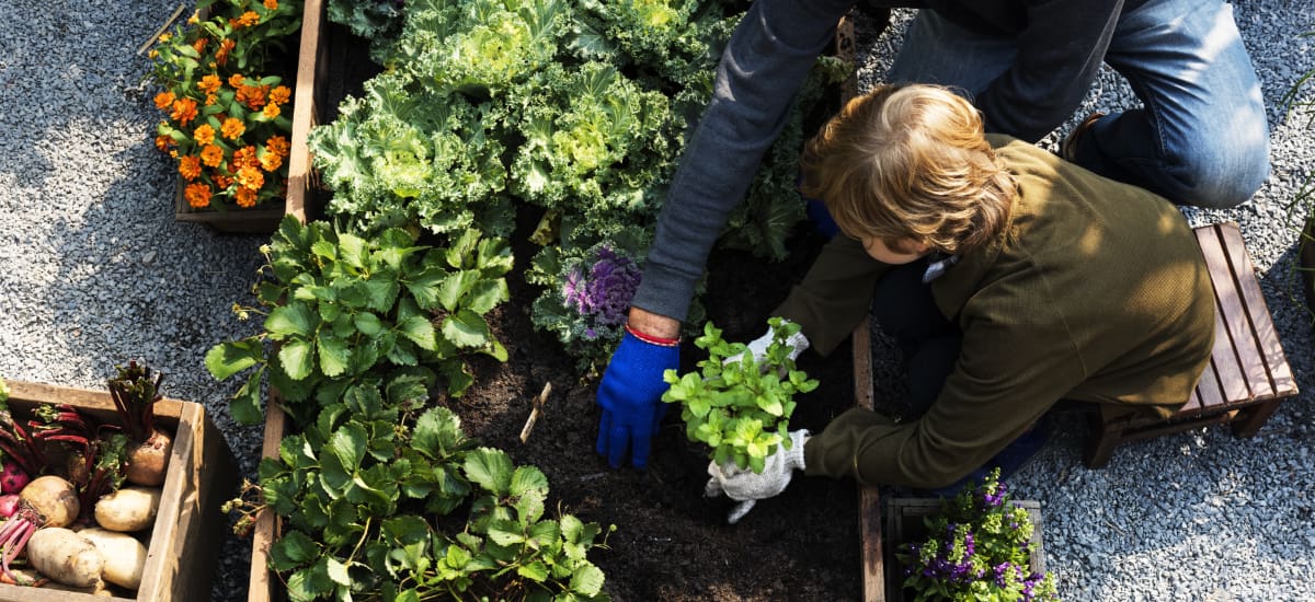 Father and son working in the community garden