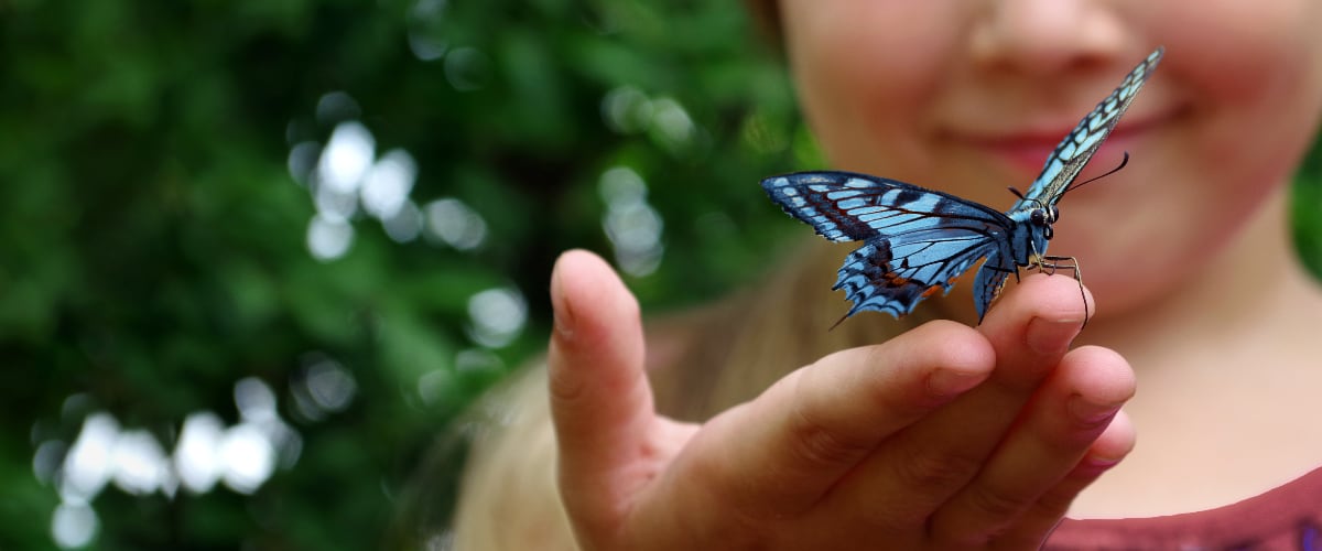 Young child entranced by the blue swallowtail butterfly sitting on her fingers